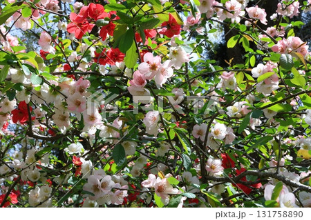 華やかな花 131758890