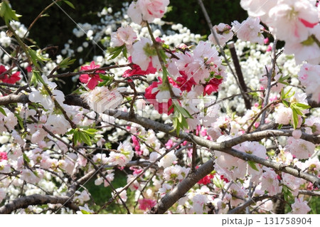 咲き誇る桃の花 咲き誇る桃の花 131758904