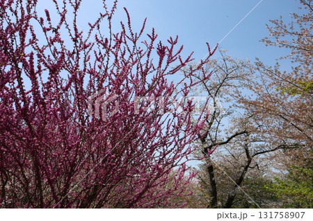 青空に映える桜 青空に映える桜 131758907