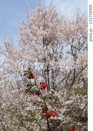 満開の桜と青い空 131758908