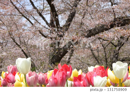 春の桜の木の下で咲いたチューリップ 131758909
