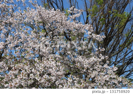 青空に映える満開の桜 青空に映える満開の桜 131758920