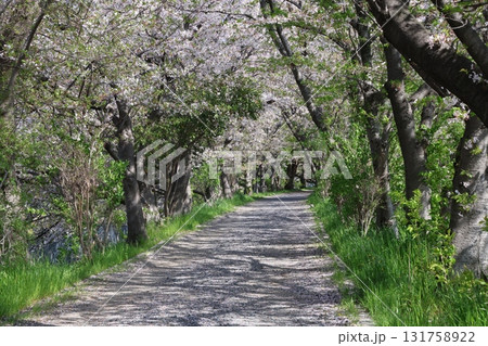 桜のトンネルが続く道 131758922