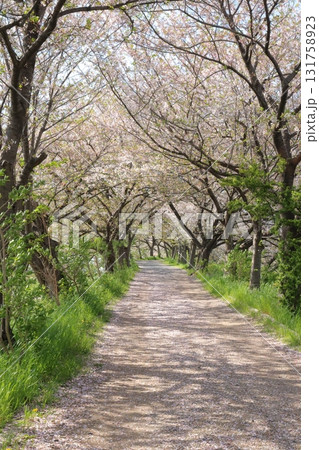 桜の花びらが敷き詰められた遊歩道 桜の花びらが敷き詰められた遊歩道 131758923