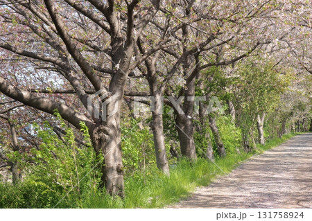 桜のある道 桜のある道 131758924