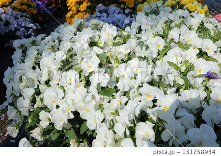 色とりどりのパンジー 131758934