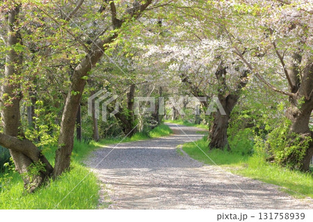桜の花びらが敷き詰められた道 131758939