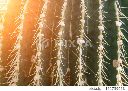 thorn cactus texture background. Golden barrel cactus, golden ball or mother-in-law's cushion Echinocactus grusonii is a species of barrel cactus which is endemic to east-central Mexico 131759068
