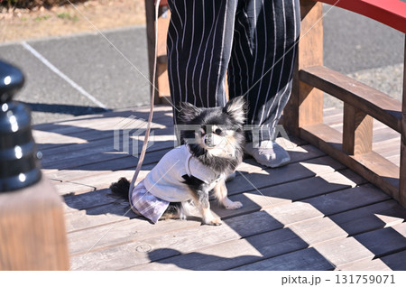 愛犬と観光地を散歩する女性　ロングコートチワワ 131759071