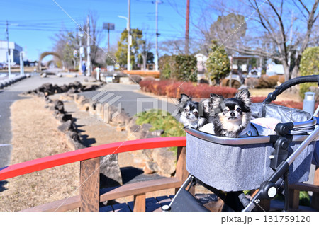 犬用カートに乗って旅行する2匹のチワワ 犬用カートに乗って旅行する2匹のチワワ 131759120