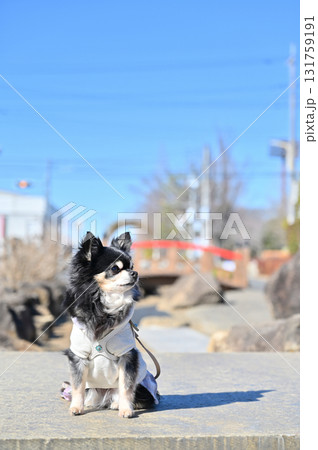 和風の橋をバッグに決めポーズする可愛いチワワ 和風の橋をバッグに決めポーズする可愛いチワワ 131759191