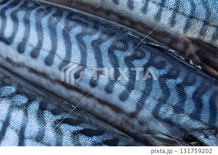 Makerel fish close up Makerel fish close up 131759202