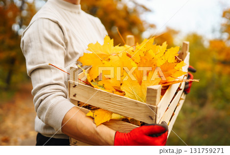 Male hand in gloves collects, piles fallen autumn leaves at sunset. Volunteering, cleaning concept. Male hand in gloves collects, piles fallen autumn leaves at sunset. Volunteering, cleaning concept. 131759271
