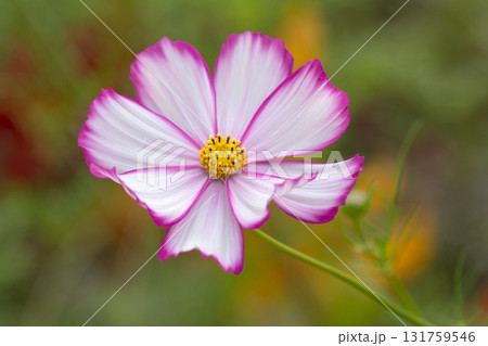 秋の素敵なピンク色 秋の素敵なピンク色 131759546