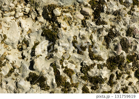Abstract Stone Background With Moss. Abstract Stone Background With Moss. 131759619