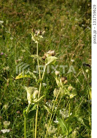 Fresh Green Alpine Herbal Flora in Nature Landscape. Fresh Green Alpine Herbal Flora in Nature Landscape. 131759629