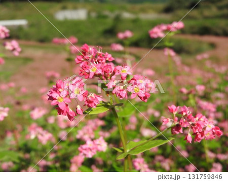 満開の赤そばの花 満開の赤そばの花 131759846