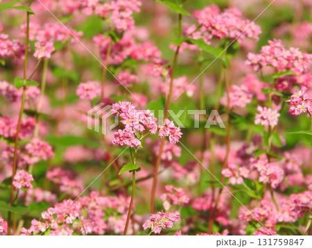 満開の赤そばの花 満開の赤そばの花 131759847