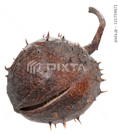 Dry, brown horse chestnut pod with stiff spines and a remaining stem. Dry, brown horse chestnut pod with stiff spines and a remaining stem. 131759871