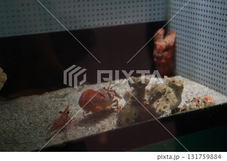 砂底を歩くカニと珊瑚が彩る小さな水中世界 131759884