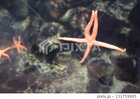岩礁を彩る二匹のヒトデと静かな水中風景 131759885