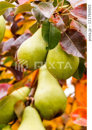 pear tree in autumn. ripe green fruits in the garden. close up of branch with hanging harvest. natural organic background of rustic orchard with colorful foliage in fall season pear tree in autumn. ripe green fruits in the garden. close up of branch with hanging harvest. natural organic background of rustic orchard with colorful foliage in fall season 131760005