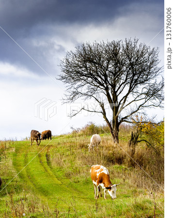 cows grazing on rural field near the tree with no foliage whatsoever. grass fed cattle on the steep hill. dramatic autumnal weather in countryside of ukraine cows grazing on rural field near the tree with no foliage whatsoever. grass fed cattle on the steep hill. dramatic autumnal weather in countryside of ukraine 131760006