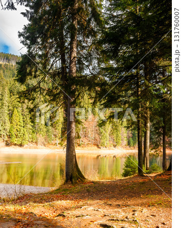 lake in carpathian mountains on a sunny autumn day. scenic view with coniferous forest reflection on the clear water. amazing cloudscape. beautiful landscape of synevyr national park of ukraine 131760007
