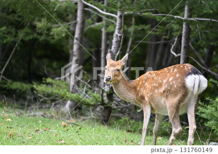 野生の鹿　（栃木県・奥日光） 131760149