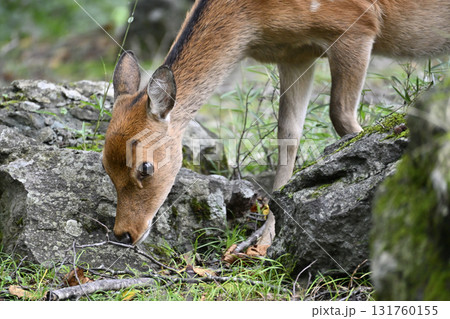 野生の鹿　（栃木県・奥日光） 131760155