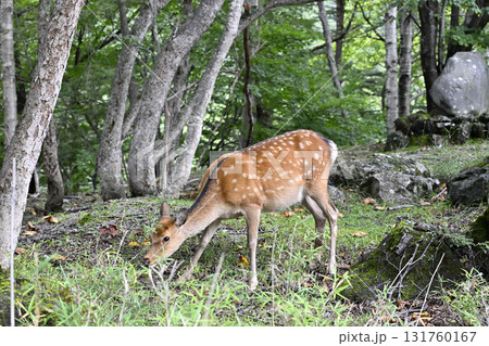 野生の鹿　（栃木県・奥日光） 131760167