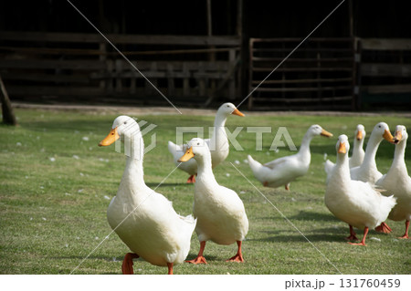 A flock of white ducks walks on a green lawn. A flock of white ducks walks on a green lawn. 131760459