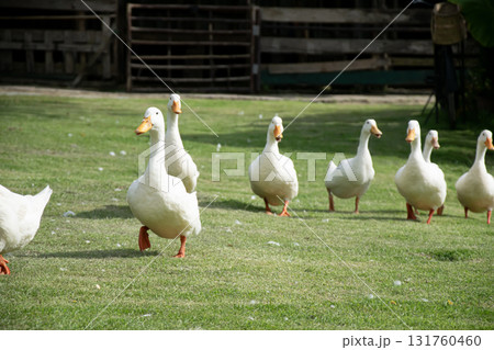 A flock of white ducks walks on a green lawn. 131760460