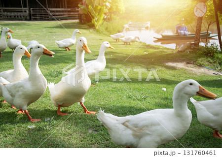 A flock of white ducks walks on a green lawn. 131760461
