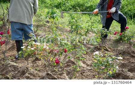 Gardeners preparing an area for flower beds in the garden Gardeners preparing an area for flower beds in the garden 131760464