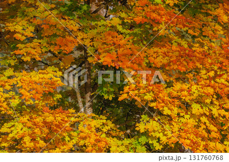Autumn forest with vibrant red and yellow leaves Autumn forest with vibrant red and yellow leaves 131760768