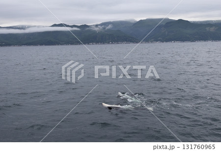 腹を上にして泳ぐ2頭のシャチ 131760965