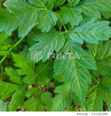 フウセンカズラの葉っぱ フウセンカズラの葉っぱ 131761002