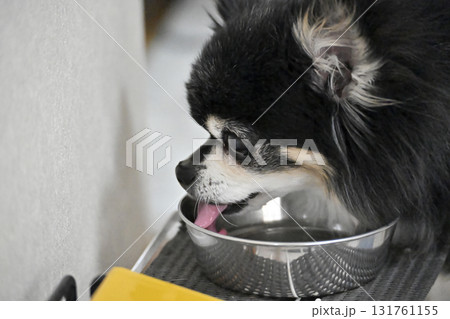 リビングで水を飲む愛犬のアップ　チワワ 131761155