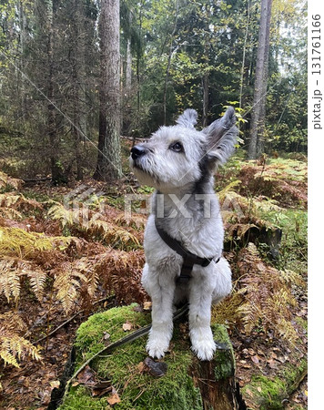 Small white dog sitting on mossy rock in autumn forest 131761166