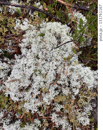 White reindeer lichen growing on forest ground in Lapland 131761167