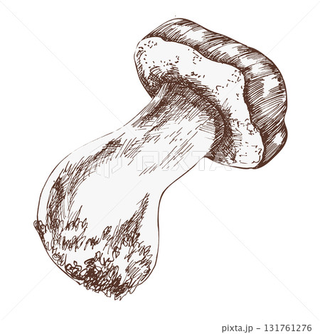 Mushroom ink hand drawn graphics. Forest fungus clipart, engraved black and white healthy vegan food, wild nature painting for autumn decor, packing, stationery design 131761276