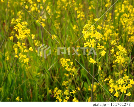 春の荒川河川敷に咲く菜の花の黄色い花 131761278