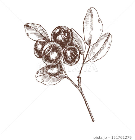Blueberries branch hand drawn ink graphics. Forest wild berries stem clipart, healthy nature food painting for seasonal autumn menu, packing, stationery ,wallpaper design 131761279