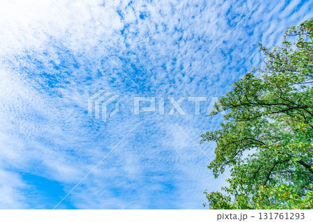 秋の雲と木立 秋の雲と木立 131761293