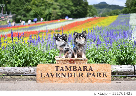 インスタ映えスポットで記念撮影　2匹の仲良しチワワ　（たんばらラベンダーパーク） 131761425