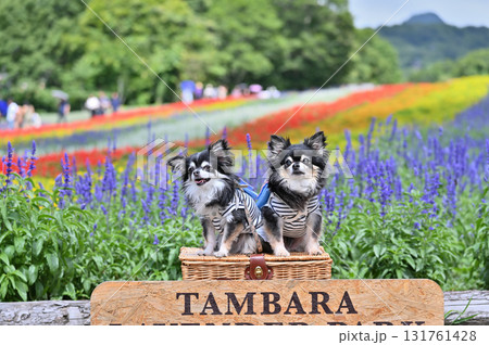 インスタ映えスポットで記念撮影 2匹の仲良しチワワ (たんばらラベンダーパーク) インスタ映えスポットで記念撮影 2匹の仲良しチワワ (たんばらラベンダーパーク) 131761428