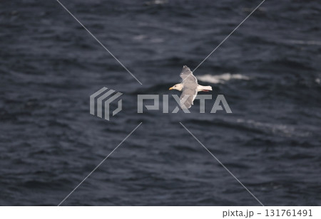 海上を飛ぶワシカモメ 131761491