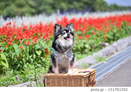笑顔のチワワと満開のお花畑 笑顔のチワワと満開のお花畑 131761502