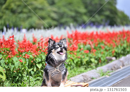 笑顔のチワワと満開のお花畑 笑顔のチワワと満開のお花畑 131761503